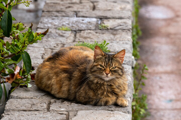 Stray brown and gray long haired tabby cat in Athens Greece.