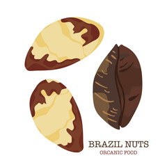 Brazil nuts seeds in cartoon style for the banner template, package, and farmers market design symbol with text isolated on a white background.