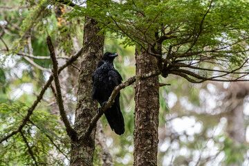 Raven in Alaskan Rainforest