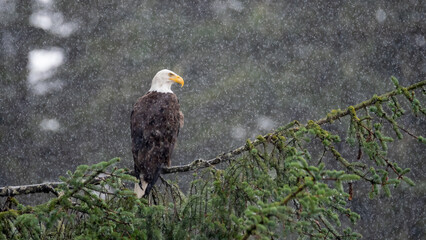 Bald Eagle Perching in the Pouring Rain