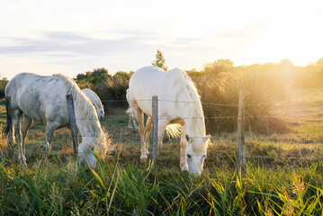 The Camargue horse grazing in the Camargue area in southern France, it is considered one of the...