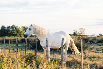 The Camargue horse grazing in the Camargue area in southern France, it is considered one of the...