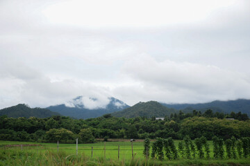 Fototapeta na wymiar Green rice fields come back again in the rainy season. 
