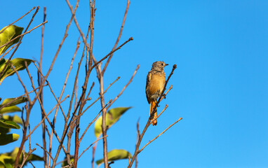 Garden redstart (Lat. Phoenicurus phoenicurus or ruticilla) small songbird from flycatcher family, passerine order,  having reddish tail and underparts, on blue sky background at sunny summer day
