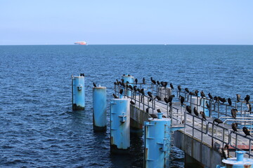 Cormorants at the pier of Sellin on the Baltic Sea island of Rügen