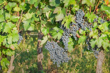 Detail of a red wine cluster in the middle of a vineyard, with green leaves in the afternoon sun in South Moravia, Czech Republic.