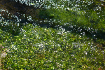 Obraz na płótnie Canvas Wasserlauf mit Pflanzen
