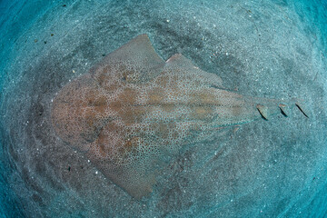 Japanese Angelshark Swimming Underwater in Chiba, Japan