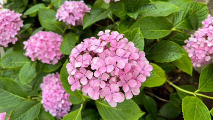 Hydrangea flowers. Blooming hydrangea bouquet on tree. Hydrangea flowers as a background. Floral background