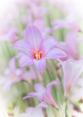 Fototapeta premium Blooming Rain Lilies, Fresh with Soft Dreamy Effect