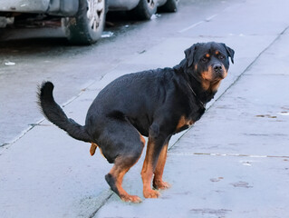 rottweiler defecate in twon