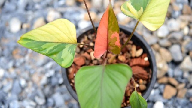 Homolomena Rubescens variegated in the pot     
