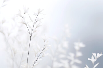white winter plant with clean background