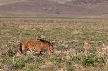Cute Wild Horse Foal in the Utah Desert in Springtime