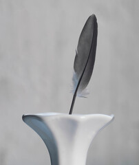 Enchanting Feather: A Study in Subtle Elegance