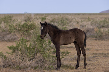 Cute Wild Horse Foal in the Utah Desert in Springtime