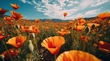 Fototapete Rund poppy flowers in the field © Thuch