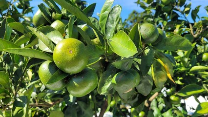 unripe green tangerine, green tangerine, tangerine
