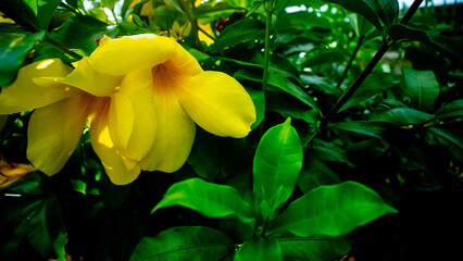 amazing and beautiful yellow allamanda flower - obrazy, fototapety, plakaty