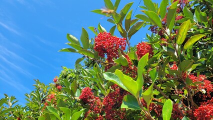 Viburnum odoratissimum var, Fruit, red fruit