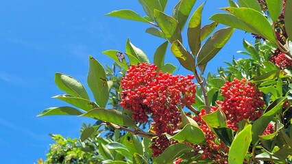 Viburnum odoratissimum var, Fruit, red fruit