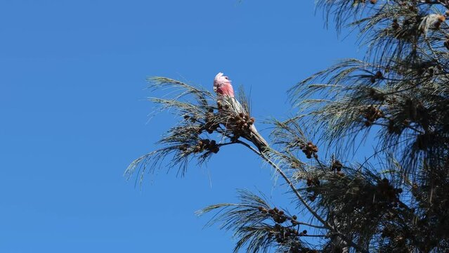 Rose-breasted cockatoos sitting in a tree while picking for food. A pink and grey cockatoo on a moving branch of a tree. 'Galah' parrot in Western Australia. Western Australia's beautiful animals.  