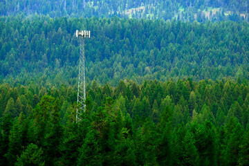Cell or Mobile Phone Communication Tower in Pine Forest Wilderness