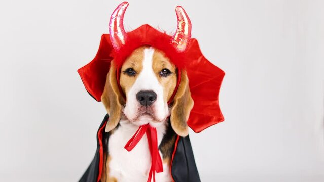 A beagle dog in a Devil costume for Halloween. 
