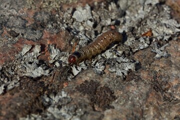 Closeup of caterpillar sliding on the ground.