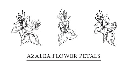 vector sketch illustration of azalea flower petals.