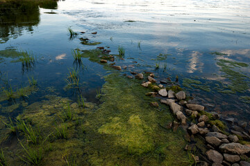 Shore of lake with stones and algae.