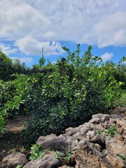 Fototapeta premium unripe green tangerine, green tangerine, tangerine