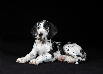 Deutsche Dogge, Welpe vor schwarzem Hintergrund