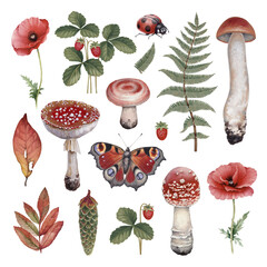 Hand painted botanical illustrations of forest nature. Cottegecore style. Perfect for prints, home textile, packaging design, posters, stationery and other goods - 643680484