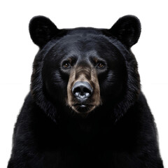 Majestic Black Bear on Isolated Background. Generative AI