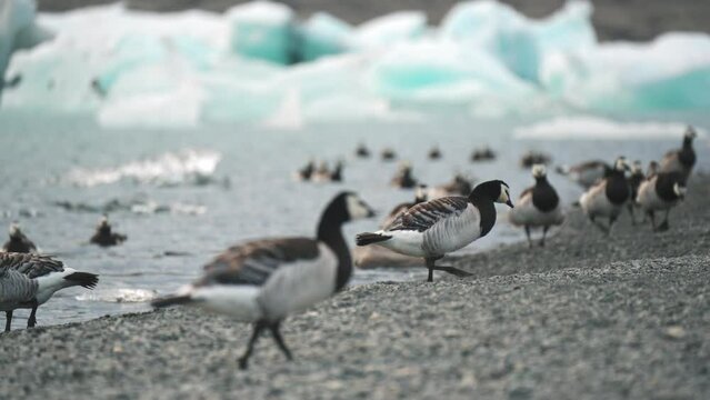 Barnacle goose living on coast of glacier lagoon in summer at Iceland