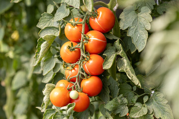 Beautiful red ripe tomatoes. Bush tomatoes of a new crop grown in a greenhouse. Close-up.