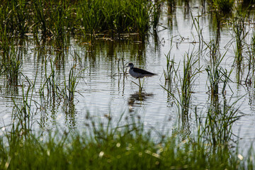 Avocets in delta of the river Ebro, the delta region of the Ebro River in the southwest of the Province of Tarragona in the region of Catalonia in Spain