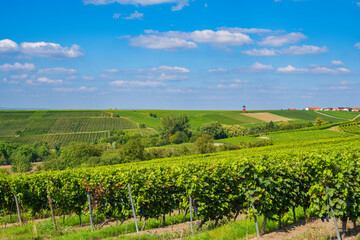 Fototapeta na wymiar Hike through the vineyards near Wörrstadt/Germany in Rheinhessen with the Burgundy Tower in the background