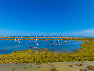 Flock of flamingos above the river Ebro, the delta region of the Ebro River in the southwest of the...