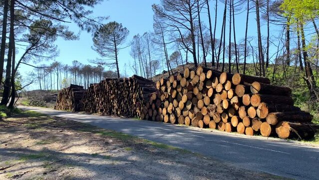 Pile of cut pine trees after the forest fire of July 2022 in La Teste de Buch, France