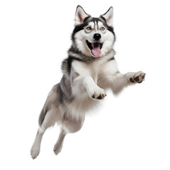 Perro saltando de alegría, fondo blanco imagen de estudio. - obrazy, fototapety, plakaty