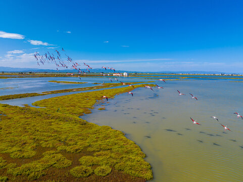 Flock of flamingos above the river Ebro, the delta region of the Ebro River in the southwest of the Province of Tarragona in the region of Catalonia in Spain