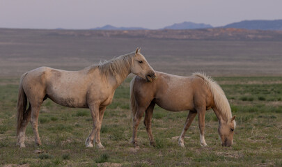 Obraz na płótnie Canvas Wild Horses in the Utah Desert in Spring
