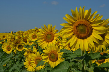 Fototapeta premium Солнечные подсолнухи Sunny sunflowers