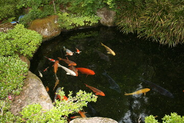 Japanese pond with fish