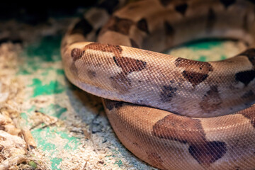 Small brown snake in a terrarium closeup