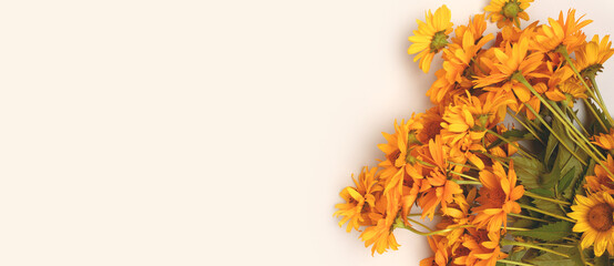 Banner with bouquet of arnica flowers on a gray background. Place for your design.