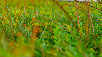 Beautiful Summer Greenery Photo Shot From Singapore