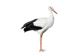 Crane bird full length isolated on transparent background. Black and white Crane is tall, long-legged, long-necked bird. PNG